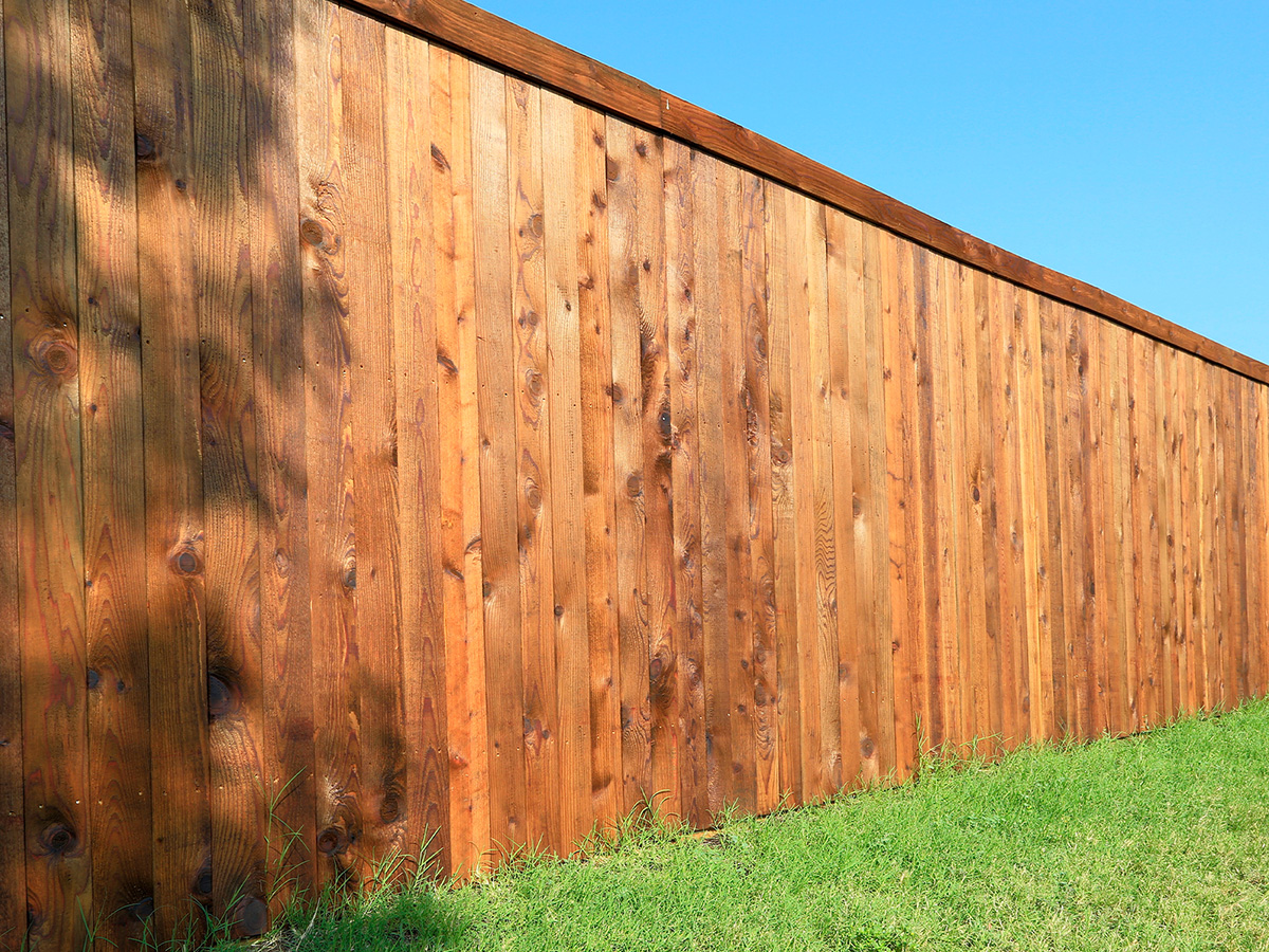 Nice new ply wood fence in the yard background.