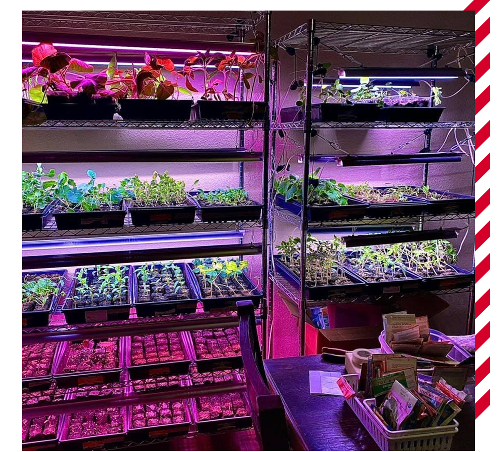 4-Plants