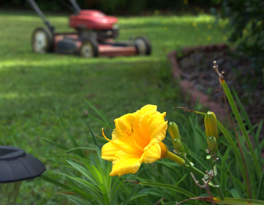 lawn mower in background